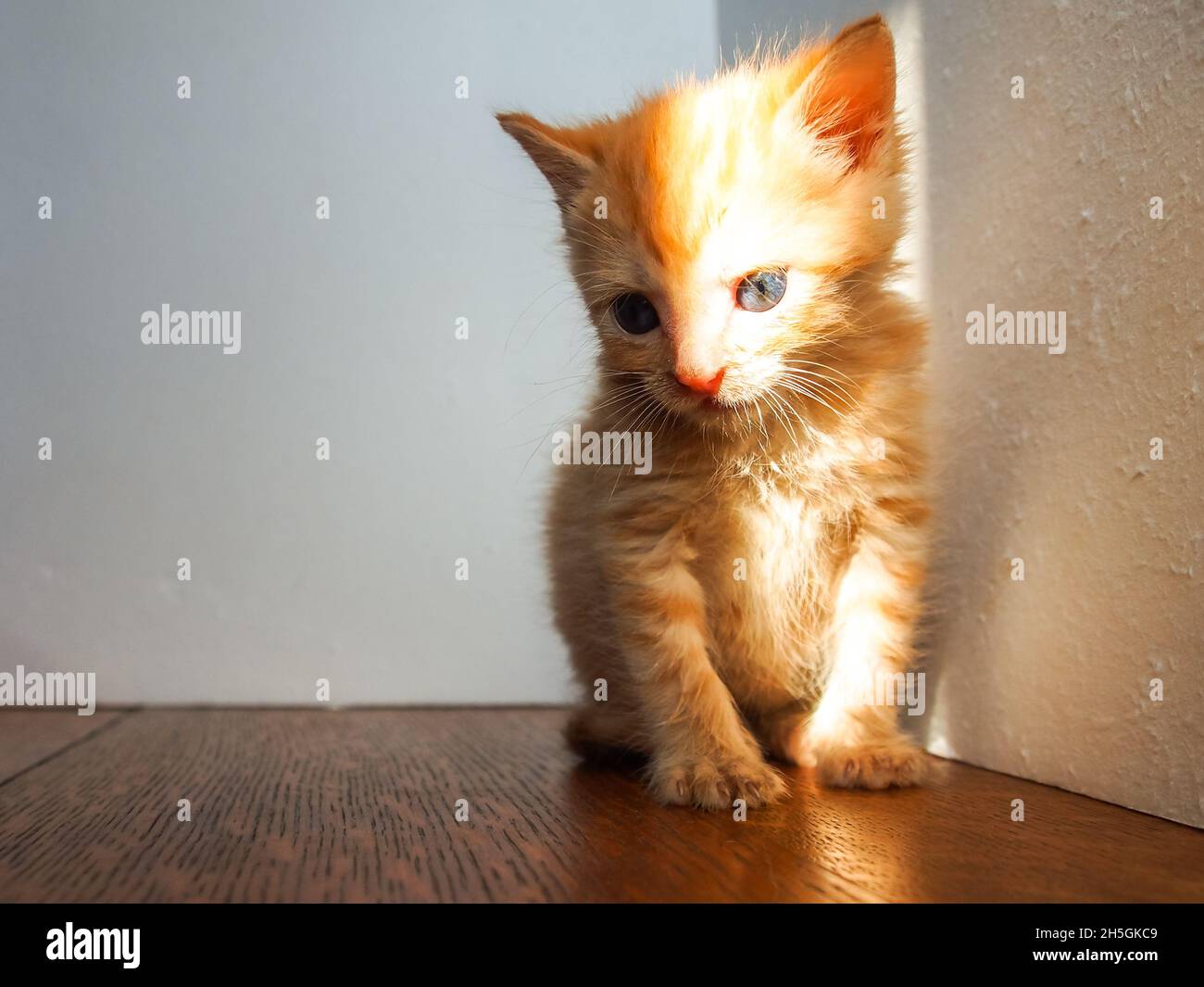 Kontemplative orange gestromte Kätzchen in der Ecke, natürliches Licht im Gesicht Stockfoto