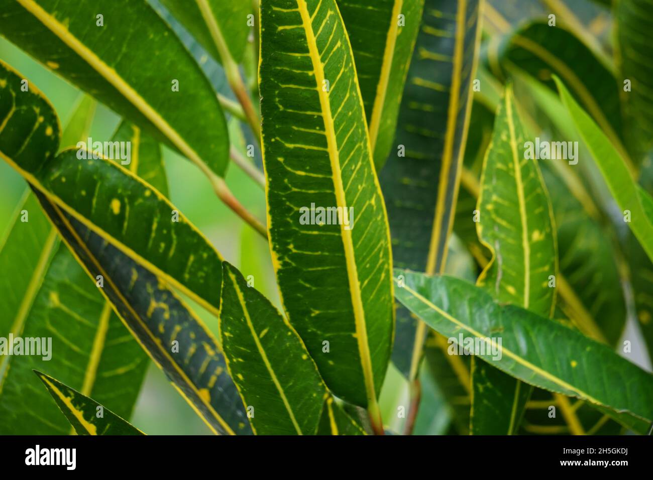 Codiaeum variegatum (Croton, Variegated Laurel, Garden Croton, Orange Jessamine, Turing) im Garten. Exotische botanische tropische grüne Pflanzen mit wi Stockfoto