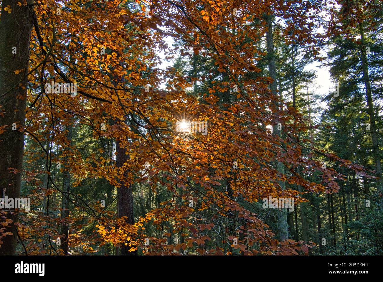 Silent Forest im Herbst mit schönen hellen Sonnenstrahlen Stockfoto
