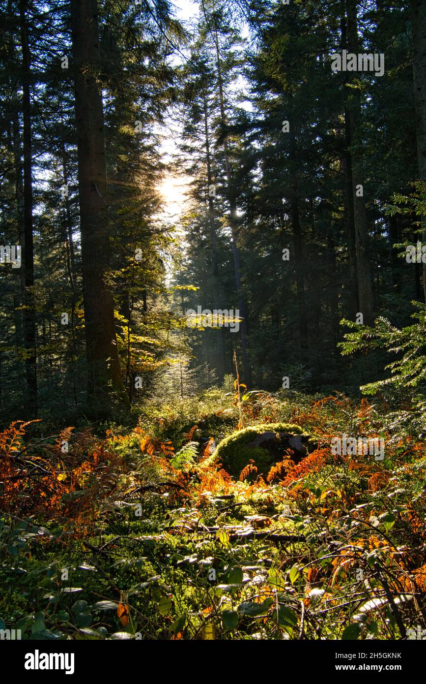 Silent Forest im Herbst mit schönen hellen Sonnenstrahlen Stockfoto