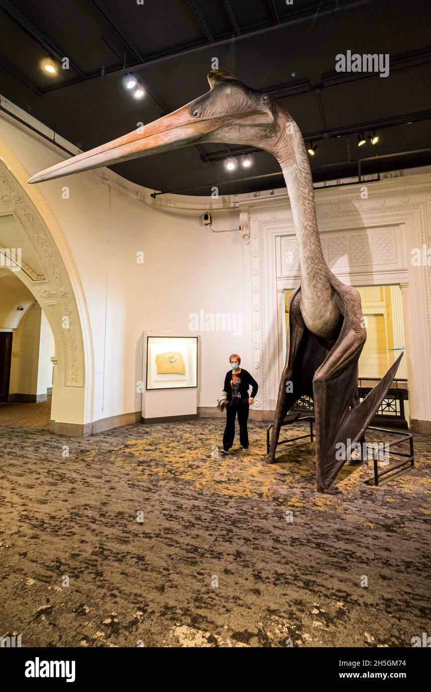 Ältere Frau, die neben einer lebensgroßen Quetzalcoatlus-Rekonstruktion im Field Natural History Museum in Chicago, IL, USA, läuft Stockfoto