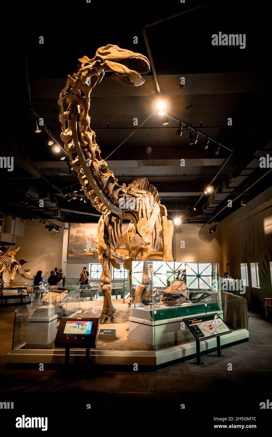 Ansicht eines Fossils eines Apatosaurus bei der Ausstellung Evolving Planet Evolution im Field Natural History Museum in Chicago, IL, USA Stockfoto
