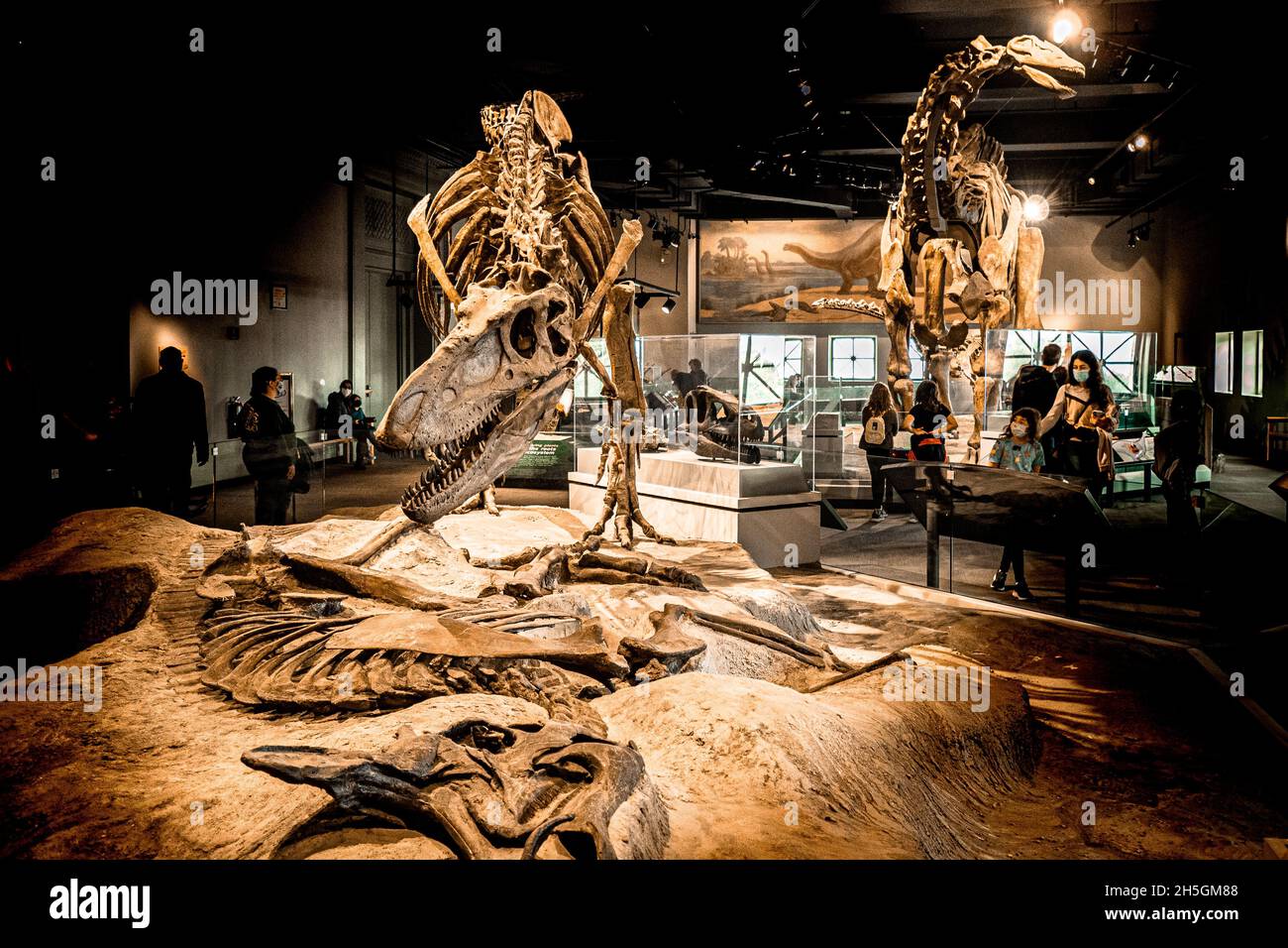 Elizabeth Morse Genius Hall of Dinosaurs (Daspletosaurus, Corythosaurus und Apatosaurus gesehen) im Field Natural History Museum in Chicago, IL, USA Stockfoto