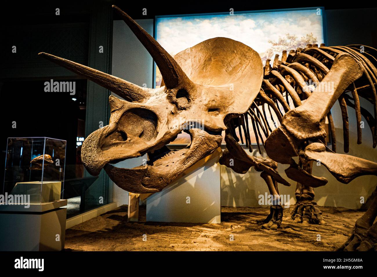 Ansicht eines Fossils eines klobigen Triceratops bei der Ausstellung Evolving Planet Evolution im Field Natural History Museum in Chicago, IL, USA Stockfoto