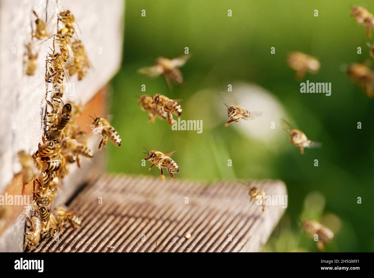 Berlin, Deutschland. November 2021. 09.11.2021, Berlin. Honigbienen (APIs) nähern sich an einem milden, sonnigen Herbsttag dem Eingangsloch zu ihrem Bienenstock. Quelle: Wolfram Steinberg/dpa Quelle: Wolfram Steinberg/dpa/Alamy Live News Stockfoto