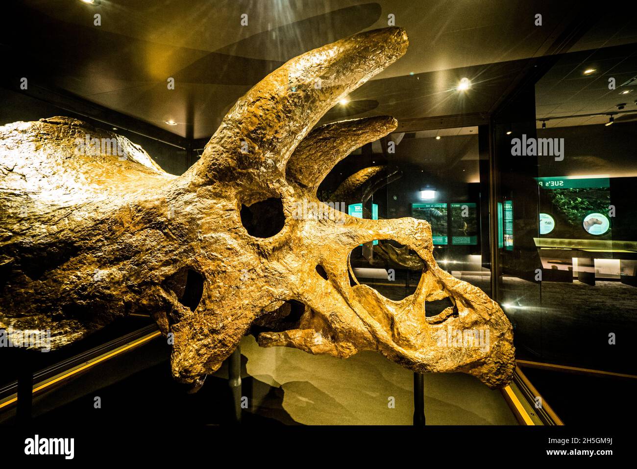 Beeindruckender fossiler Schädel eines Triceratops-Dinosauriers auf der Ausstellung Evolving Planet Evolution im Field Natural History Museum in Chicago, IL, USA Stockfoto