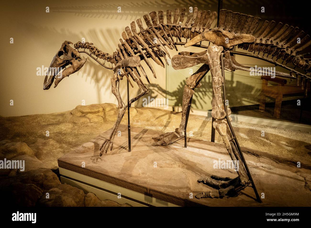 Ansicht eines Fossils einer jungen Maiasaura bei der Ausstellung Evolving Planet Evolution im Field Natural History Museum in Chicago, IL, USA Stockfoto