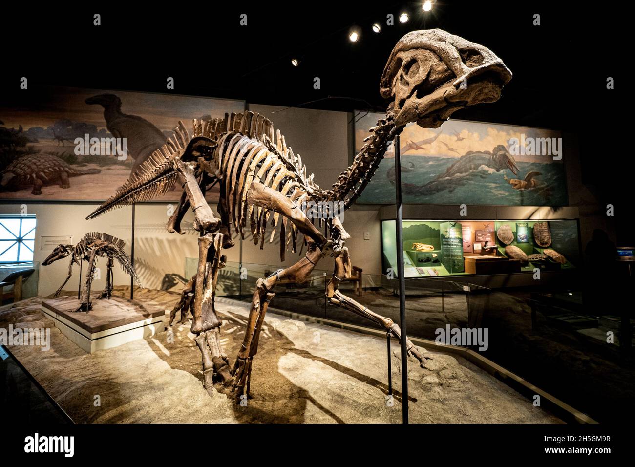 Ansicht eines Fossils eines Parasaurolophus-Dinosauriers auf der Ausstellung Evolving Planet Evolution im Field Natural History Museum in Chicago, IL, USA Stockfoto