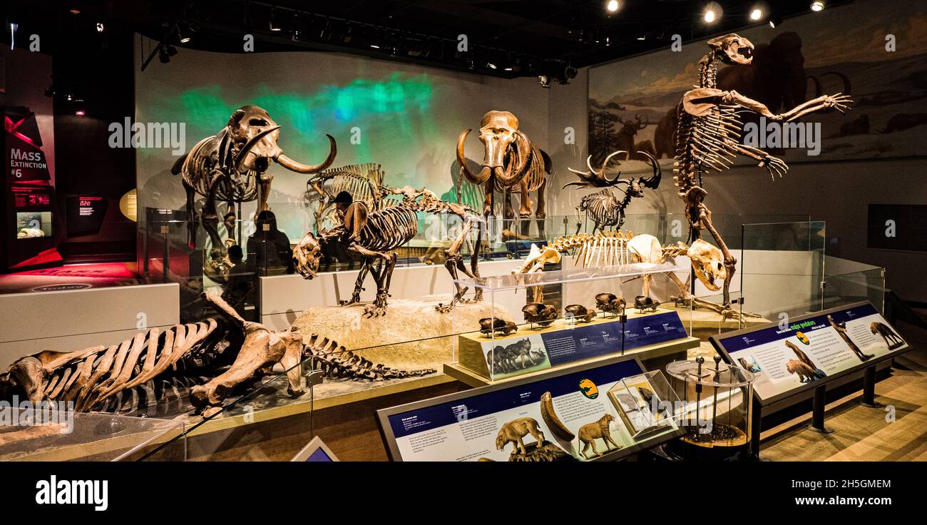 Fossilien der Eiszeit bei der Ausstellung Evolving Planet Evolution im Field Natural History Museum in Chicago, IL, USA Stockfoto