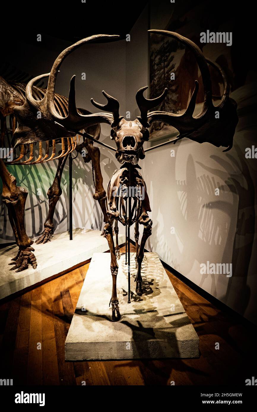 Fossile Skelettrekonstruktion eines Megaloceros auf der Ausstellung Evolving Planet Evolution im Field Natural History Museum in Chicago, IL, USA Stockfoto