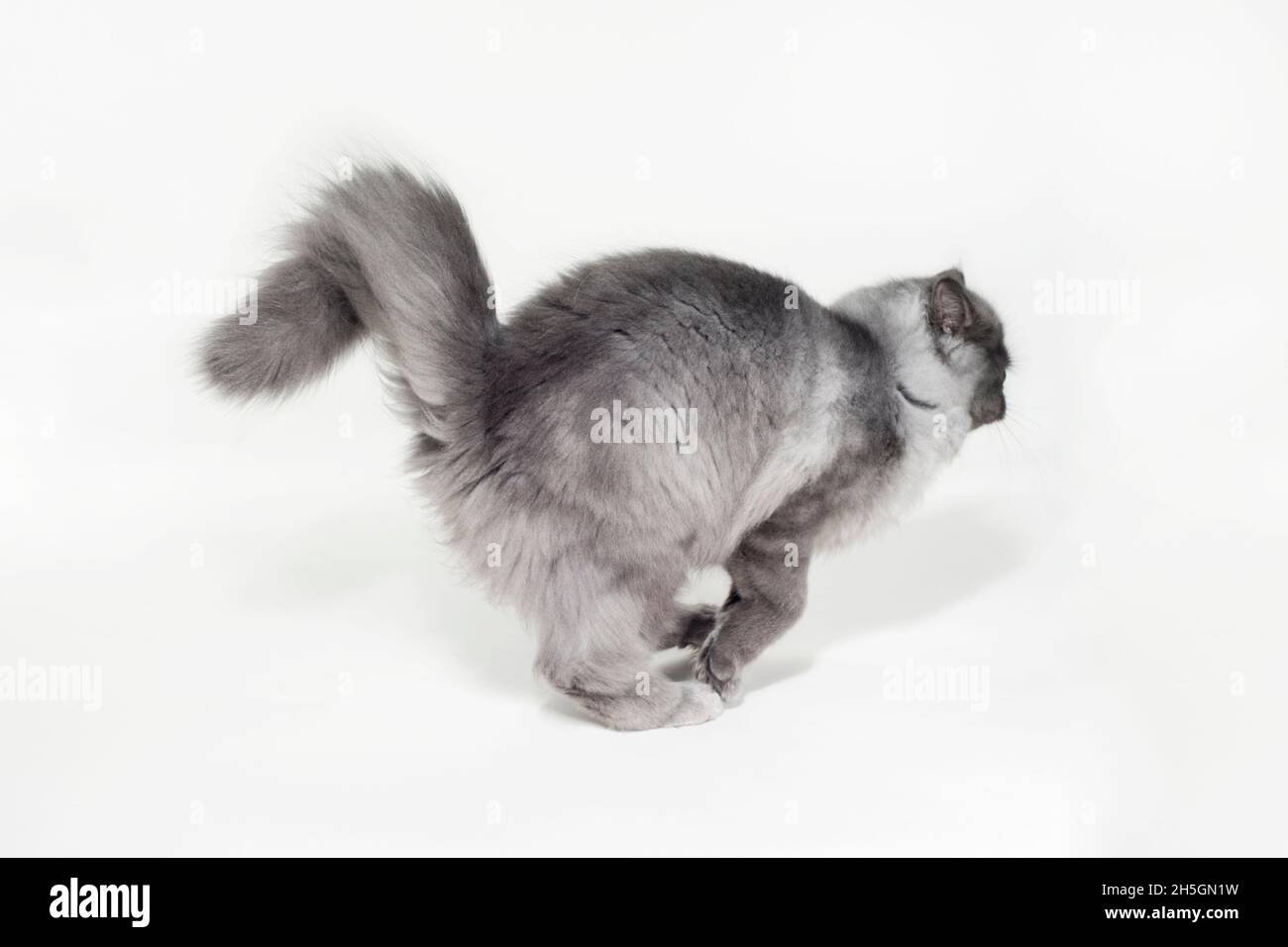 Lustige Action-Aufnahme einer flauschigen grauen Katze beim Laufen. Stockfoto