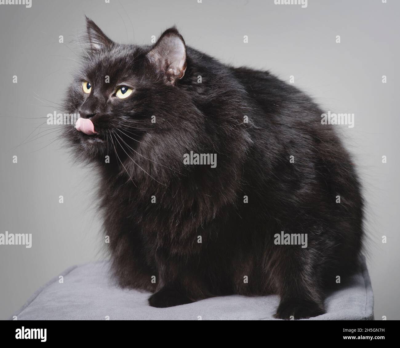 Lustige langhaarige schwarze Katze leckt seine Nase. Stockfoto