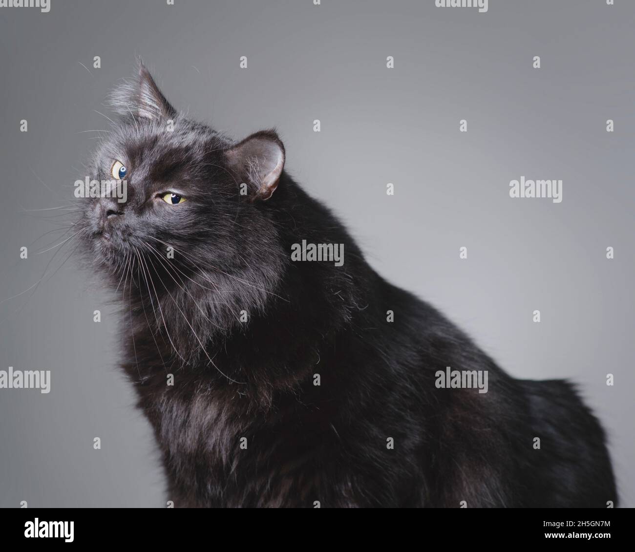 Schöne langhaarige schwarze Katze posiert und blickt zurück auf die Kamera. Stockfoto