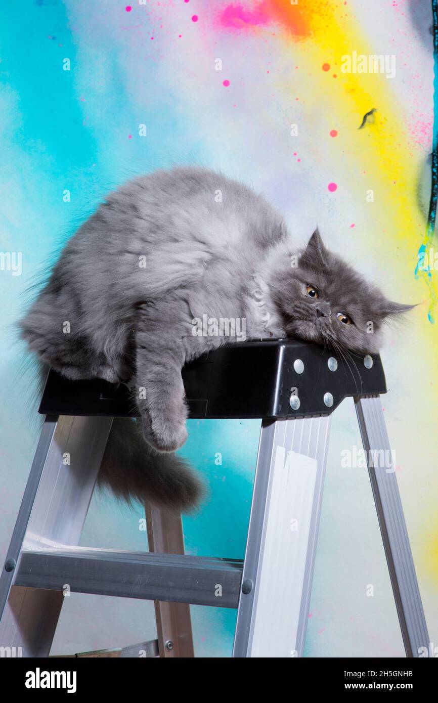 Lustige mürrische oder gelangweilt aussehende flauschige graue Katze, die auf einer Leiter liegt. Stockfoto