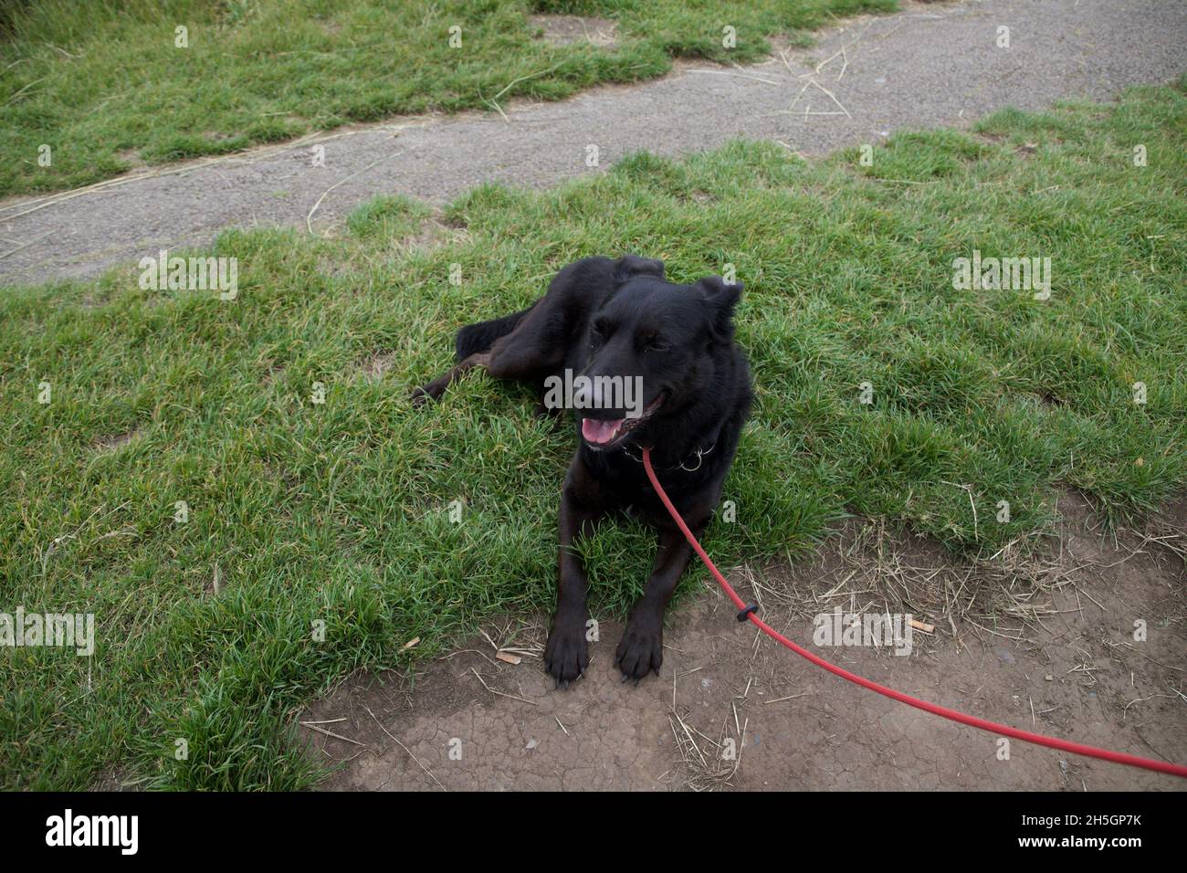 Rettet das Labrador-Kreuz nach einem langen Spaziergang in Devon Stockfoto