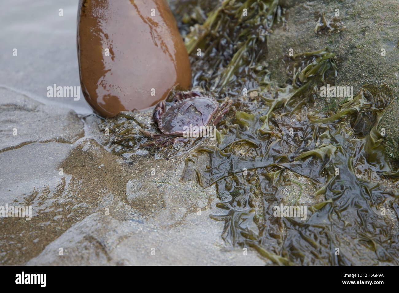 Krabbe in einem Felsenbecken in West Wittering Stockfoto