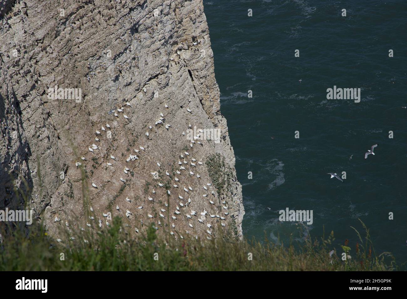 Eine Herde Puffins an der britischen Südküste Stockfoto
