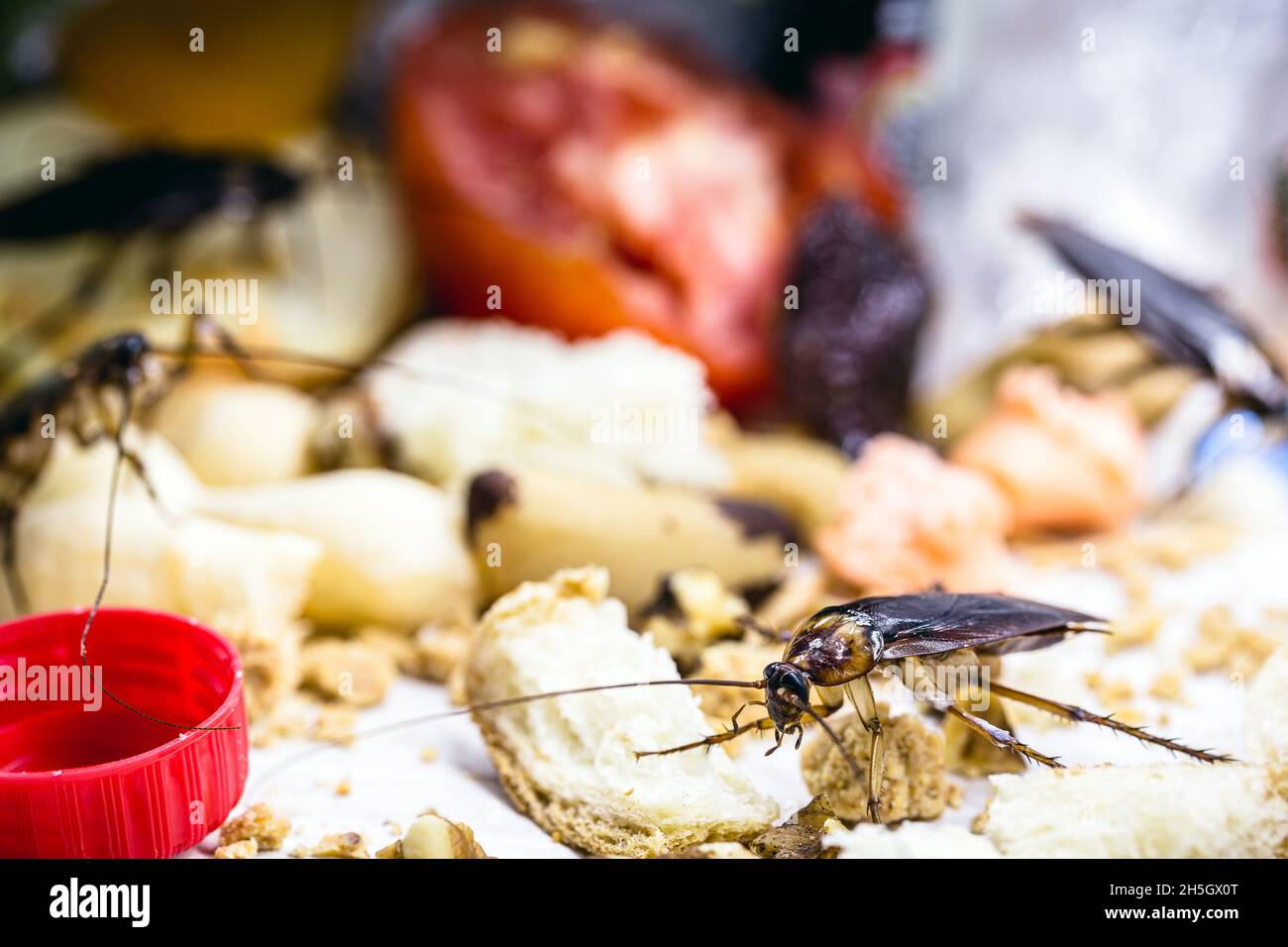 Gewöhnliche hausgemachte Kakerlaken auf Müll, Insekten essen Müll, schlechte Hygiene Stockfoto