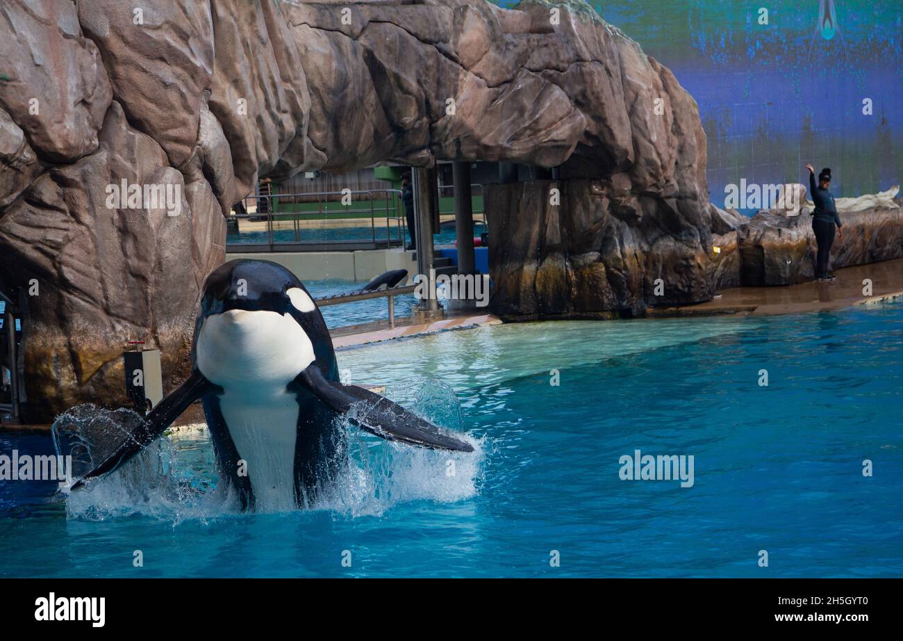 Orcas Schwarz-Weiß-Wal auf der Show Stockfoto