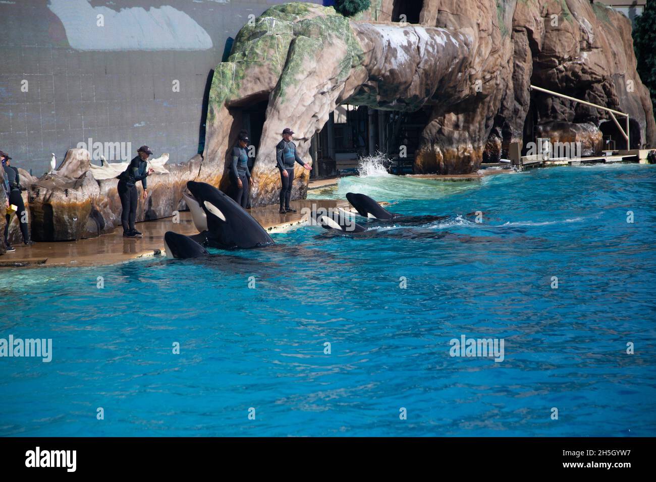 Orcas Schwarz-Weiß-Wal auf der Show Stockfoto