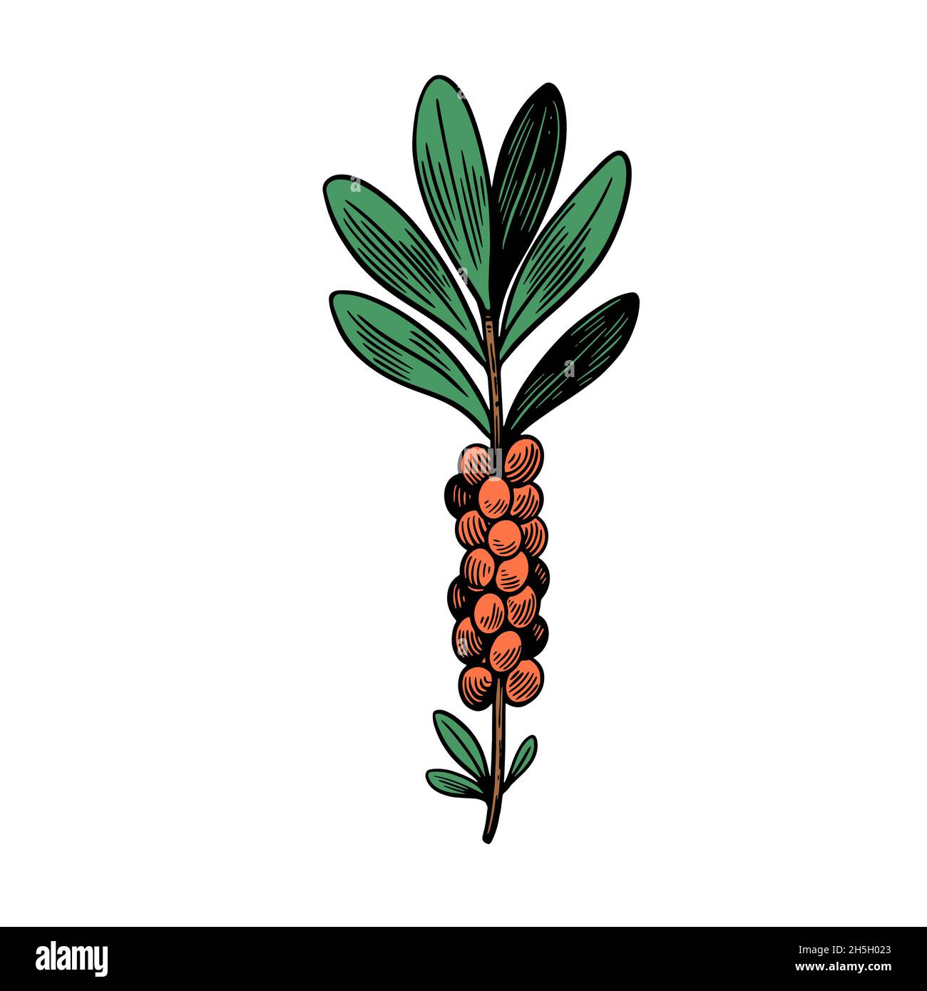 Giftige Pflanze Daphne mezereum isoliert auf weißem Hintergrund. Handgezeichnete Illustration im Vintage-Gravurstil. Stock Vektor