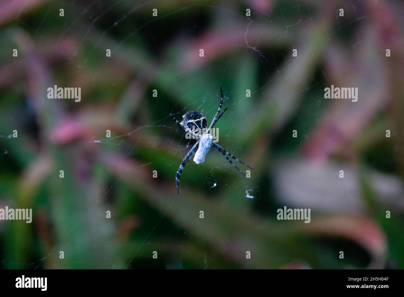 Eine schwarz-weiße Spinne, die auf seinem Netz hängt Stockfoto