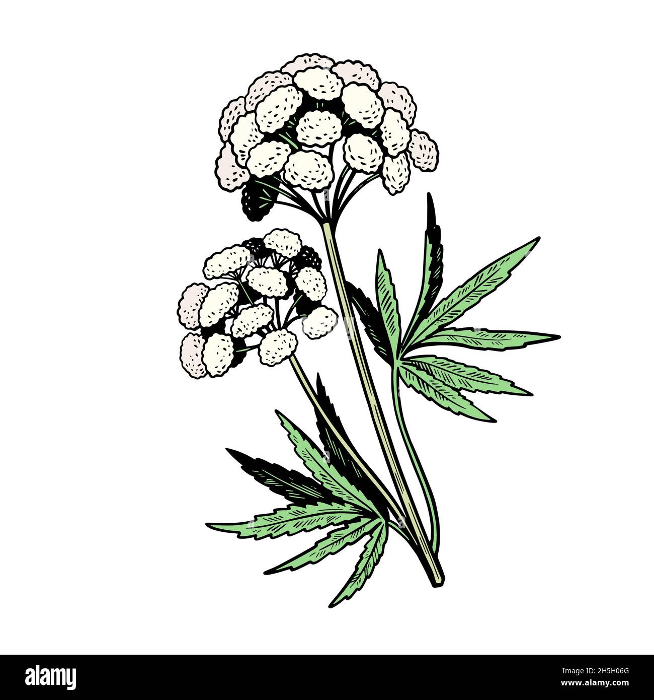 Giftige Pflanze Cicuta isoliert auf weißem Hintergrund. Handgezeichnete Vektorgrafik im Vintage-Gravurstil. Stock Vektor