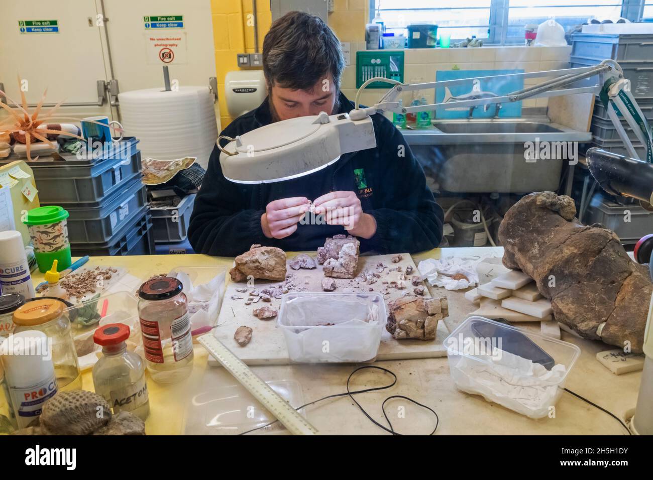 England, Isle of Wight, Sandown, Dinosaur Isle Museum, Technician Assembling Dinosaur Bone Fragments Stockfoto