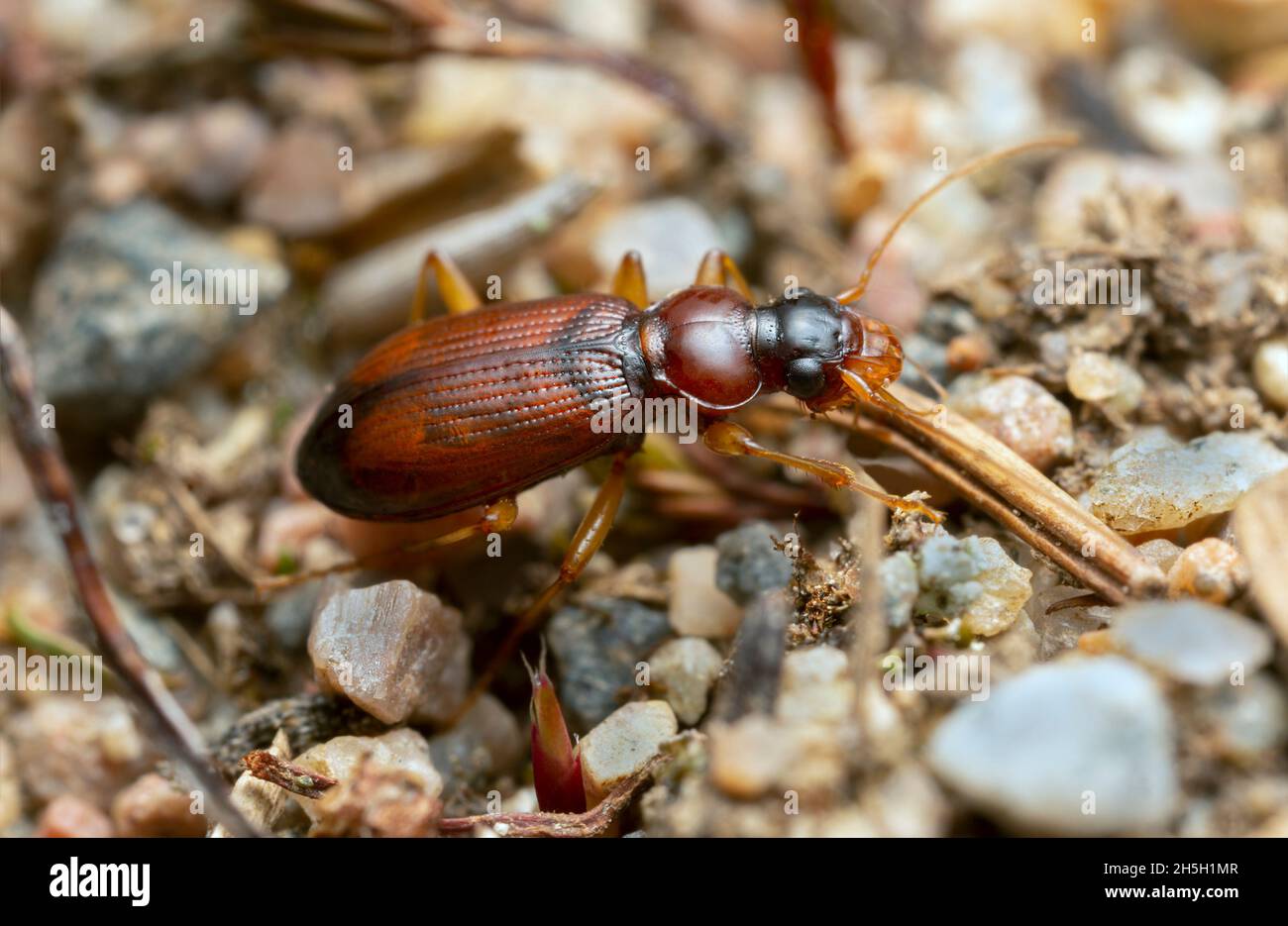 Bodenkäfer, Leistus terminatus auf Felsen, Makrofoto Stockfoto