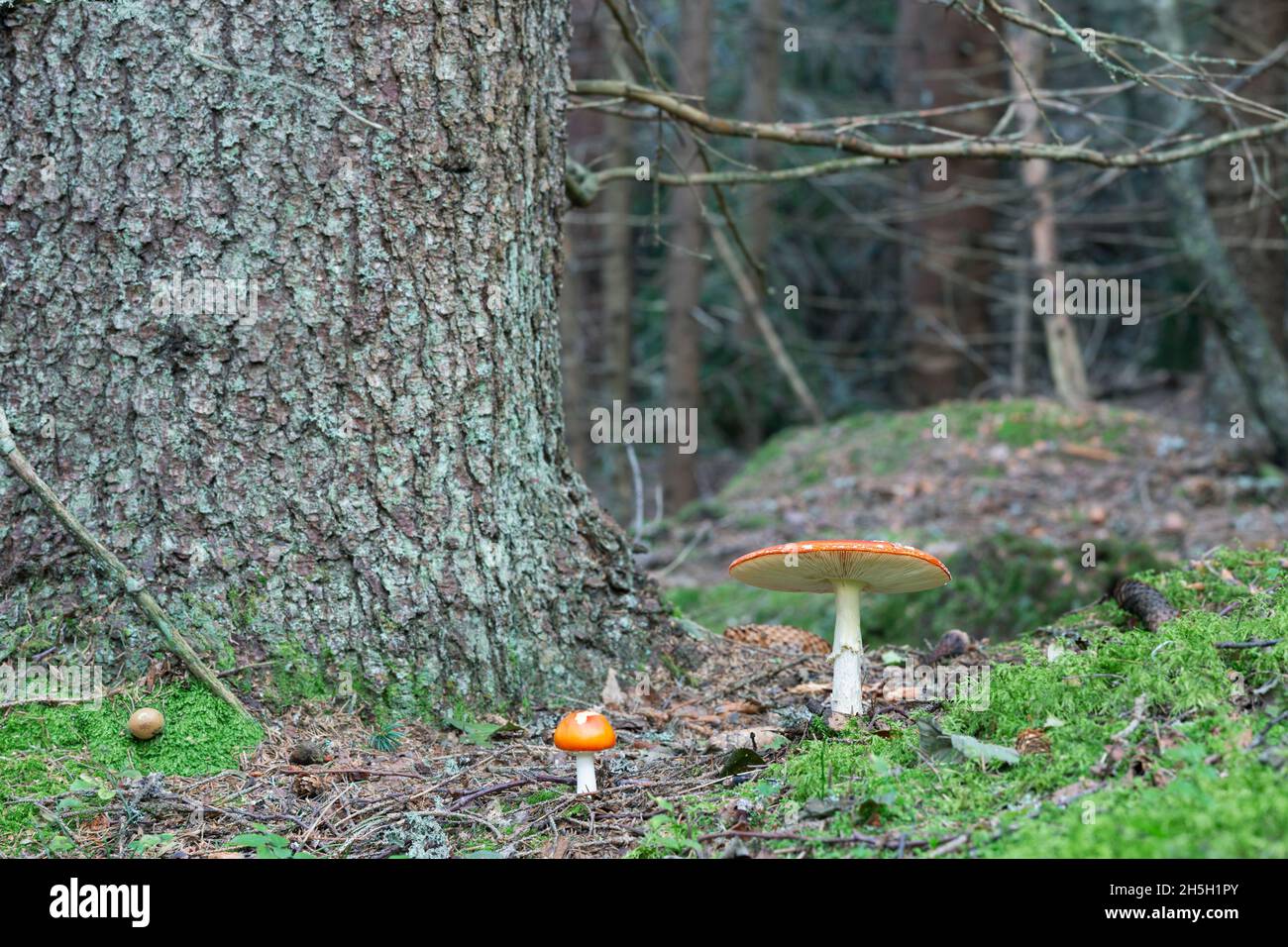 Fliegenpilz, Amanita muscaria wächst in natutalen Nadelwäldern in schweden Stockfoto