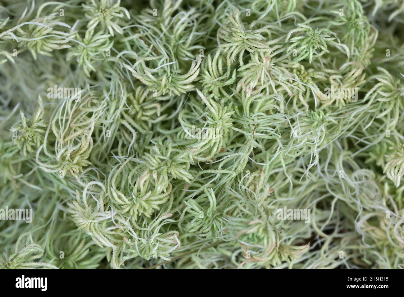 Getrocknetes Torfmoos, Sphagnum Stockfoto