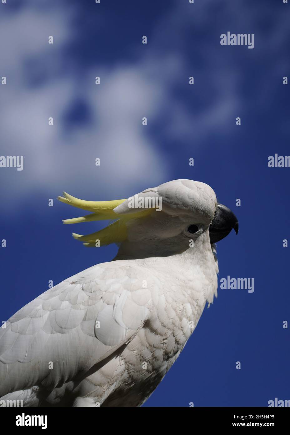 Kakadu, der seinen Kopf in den Himmel einklatscht Stockfoto