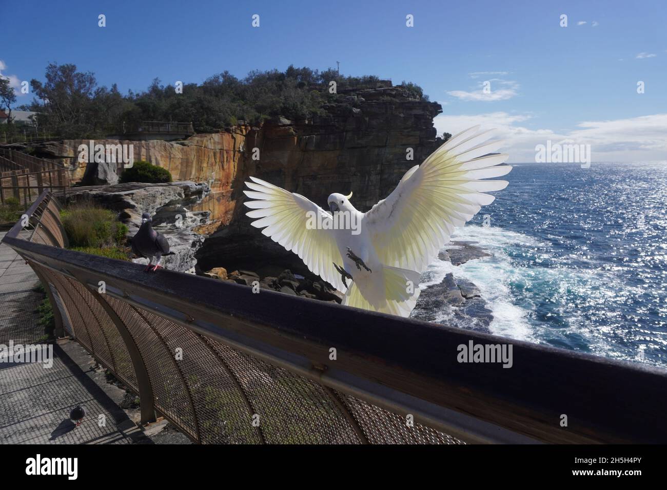 Cliffscape mit Cockatoo, das auf einem Zaun landen wird Stockfoto