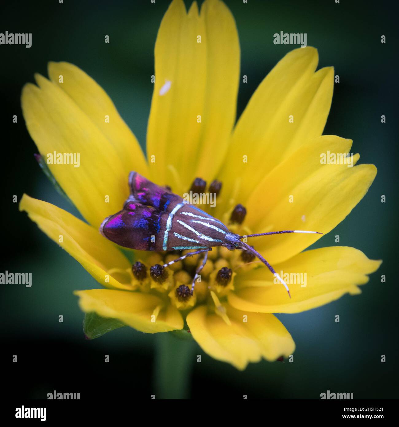 Eine wunderschöne, seltene Motte, die auf einer Blume sitzt - Mumbai Stockfoto