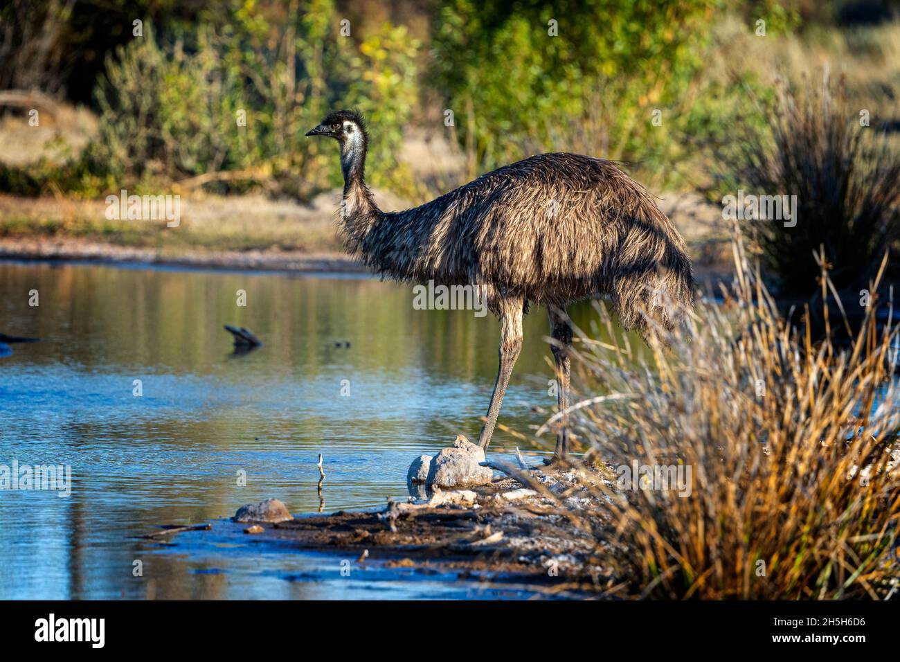 Emus (Dromaius novaehollandiae), der am Wasserloch trinkt. Cloncr, Western Queensland Stockfoto