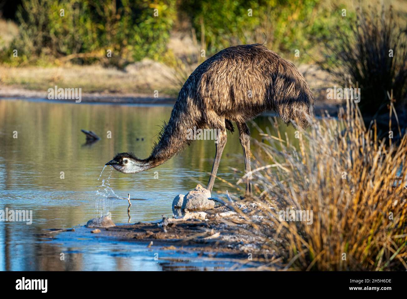 Emus (Dromaius novaehollandiae), der am Wasserloch trinkt. Cloncr, Western Queensland Stockfoto