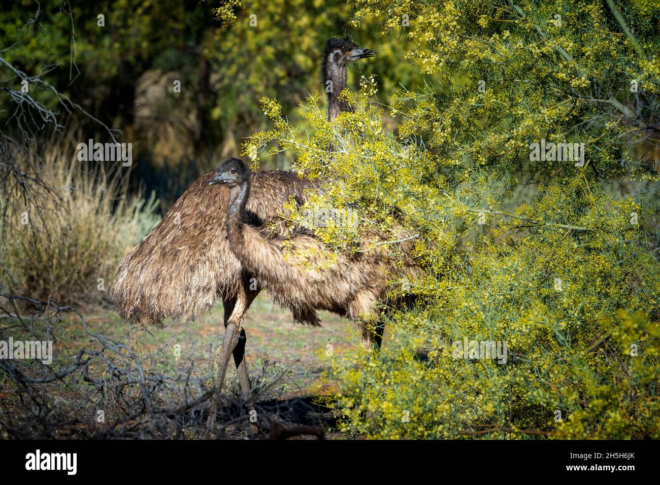 Emus (Dromaius novaehollandiae) grast im Wald, Cunnamulla, Western Queensland Stockfoto