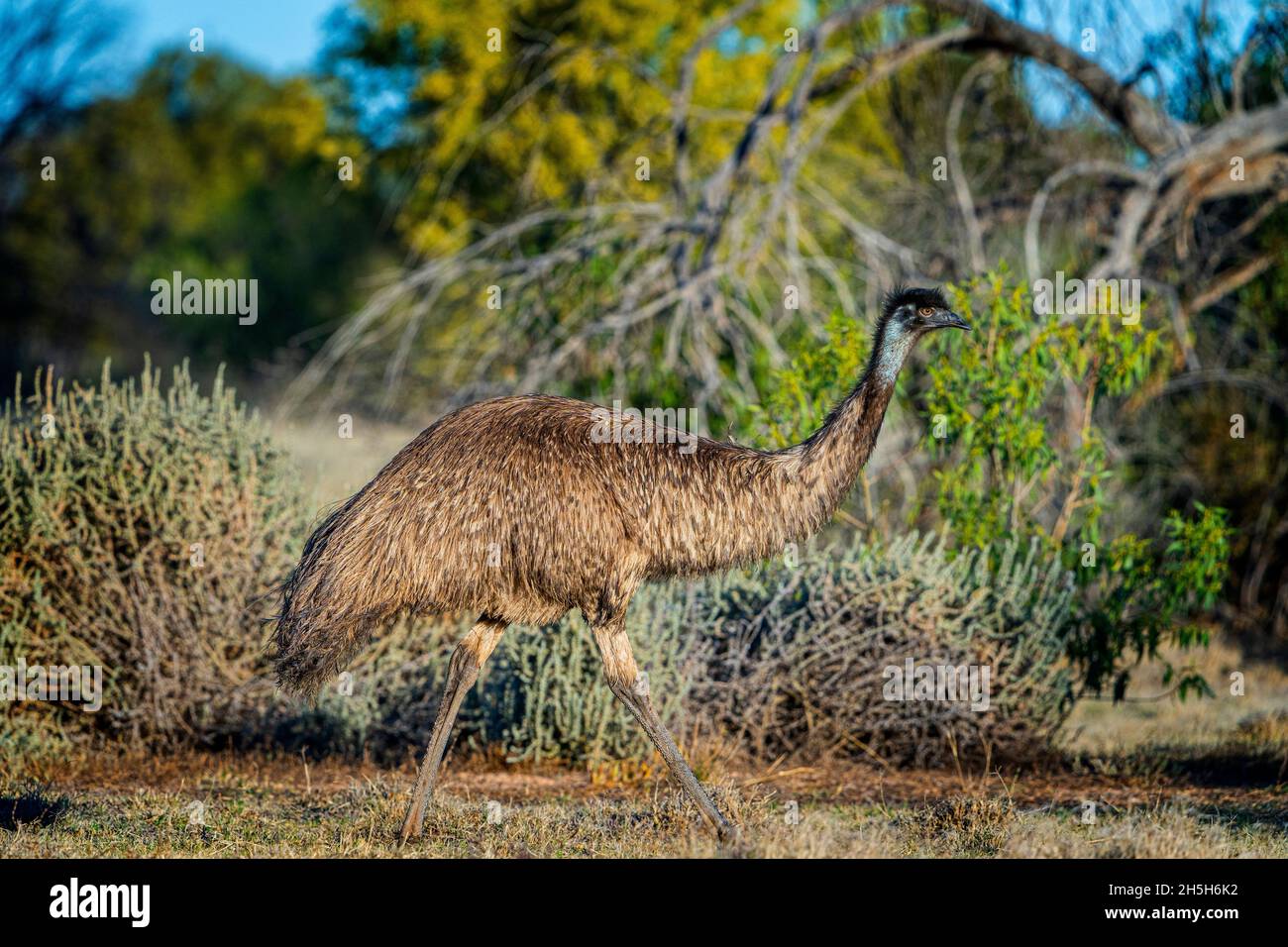 Emus (Dromaius novaehollandiae) grast im Wald, Cunnamulla, Western Queensland Stockfoto