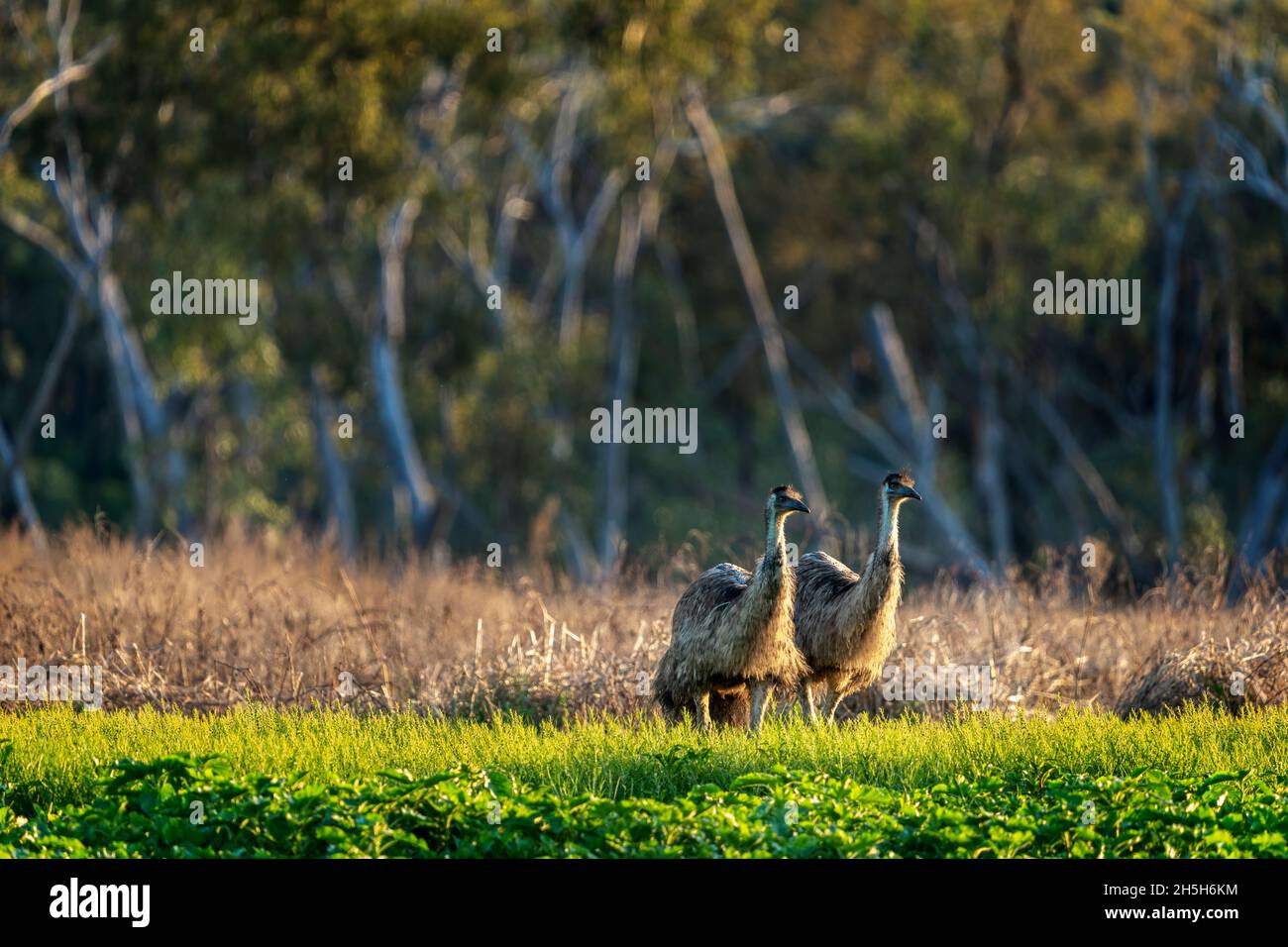 Emus-Mob (Dromaius novaehollandiae), der bei Sonnenaufgang über das Fahrerlager läuft. Lake Murphy Conservation Park, Queensland Stockfoto