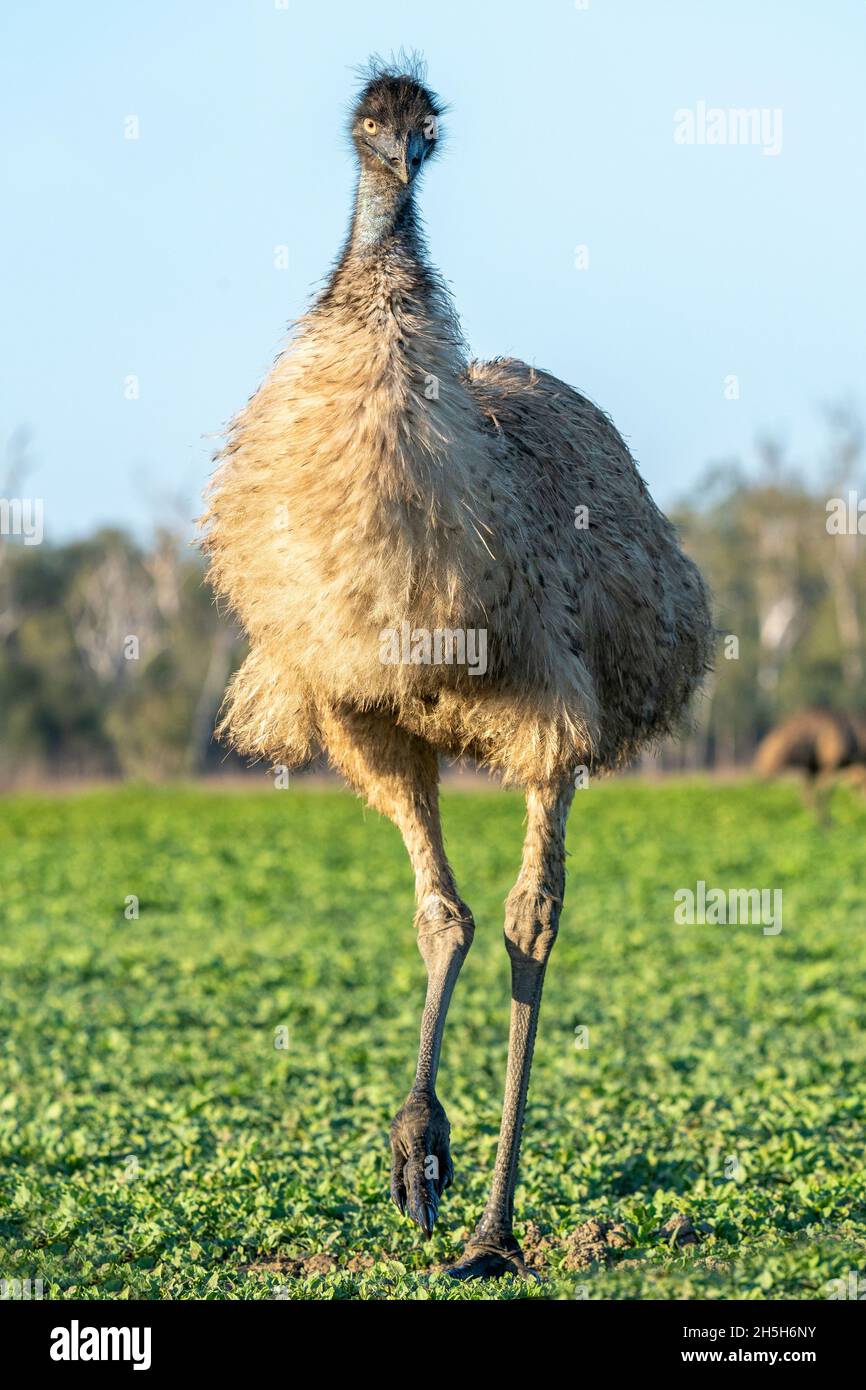 Emus (Dromaius novaehollandiae) Lake Murphy Conservation Park, Queensland Stockfoto