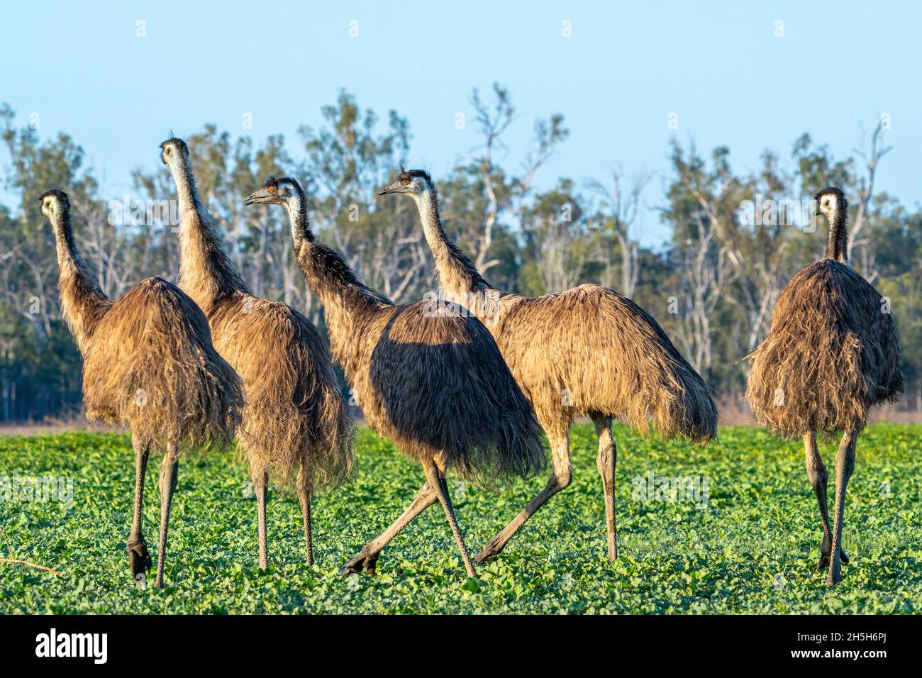 Emus-Mob (Dromaius novaehollandiae), der bei Sonnenaufgang über das Fahrerlager läuft. Lake Murphy Conservation Park, Queensland Stockfoto
