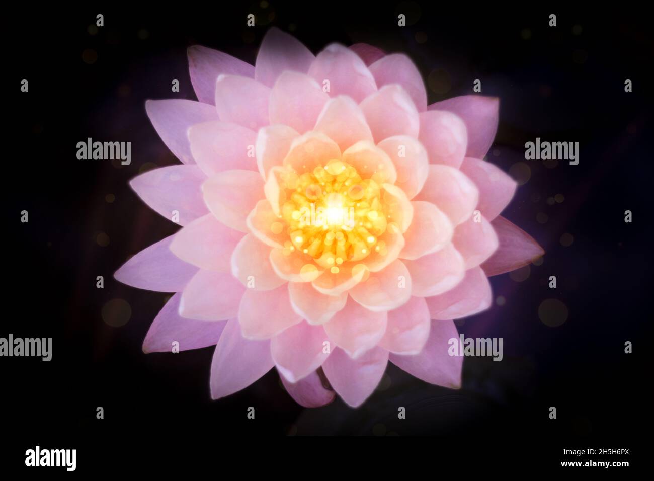 Rosa Seerosen, magischer Lotus Stockfoto