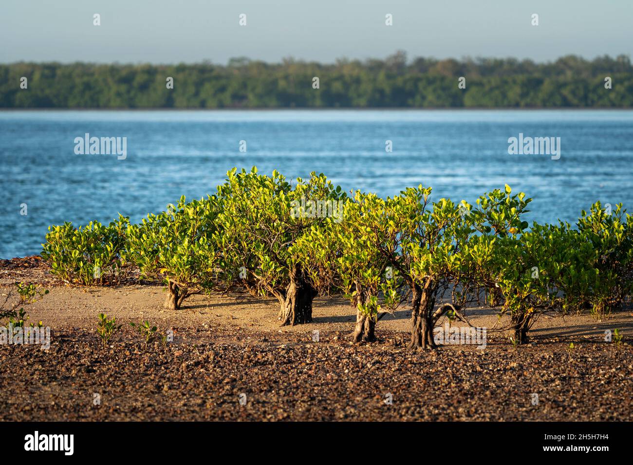 Club Mangroves (Aegialitis annulata) bei Ebbe am Steinstrand. Cape York Peninsula, Queensland Australien Stockfoto