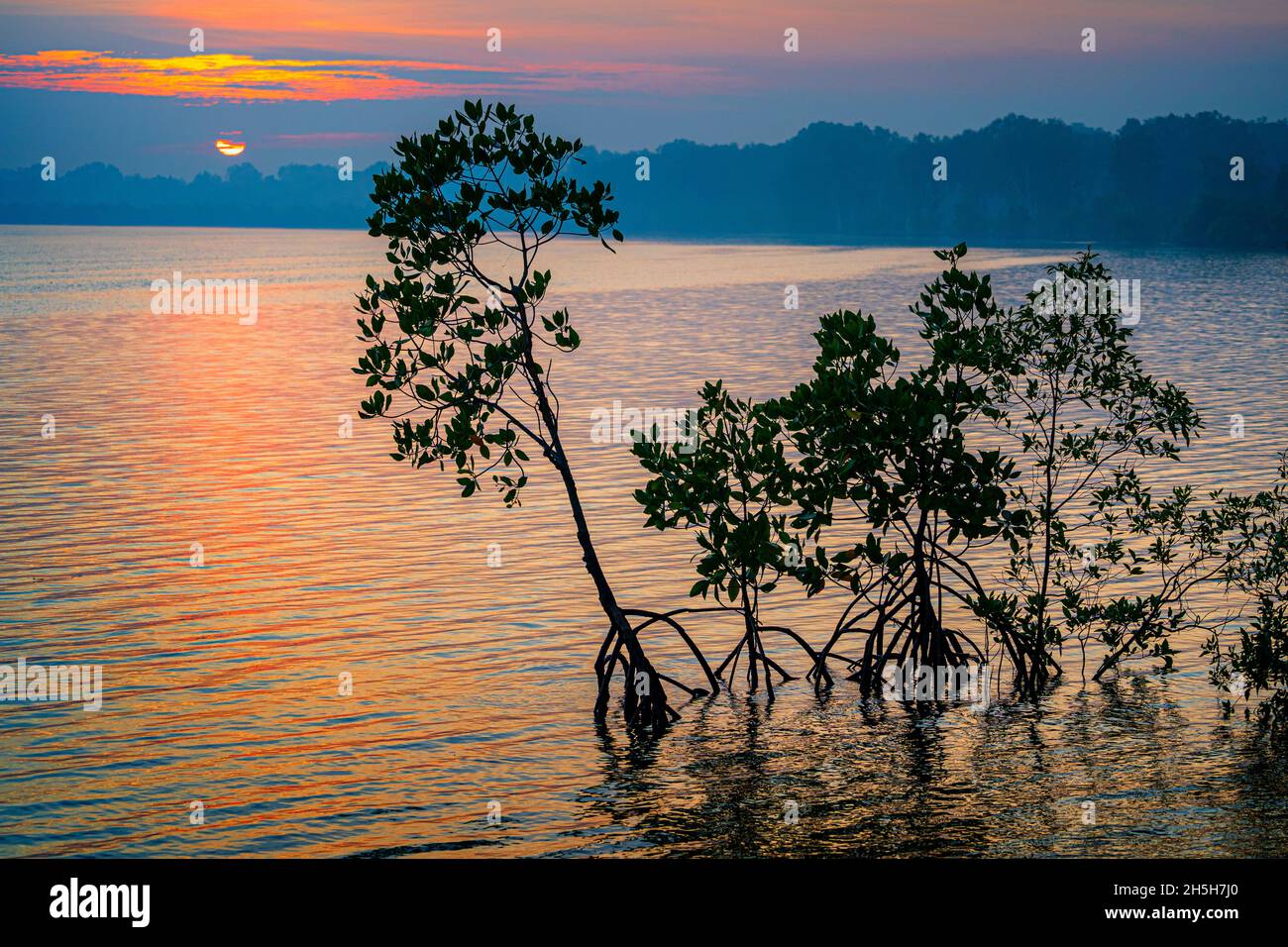 Red Mangroves (Rhizophora stylosa), die gegen den Sonnenaufgang am Morgen auf der Cape York Peninsula, Queensland, Australien, dargestellt werden Stockfoto