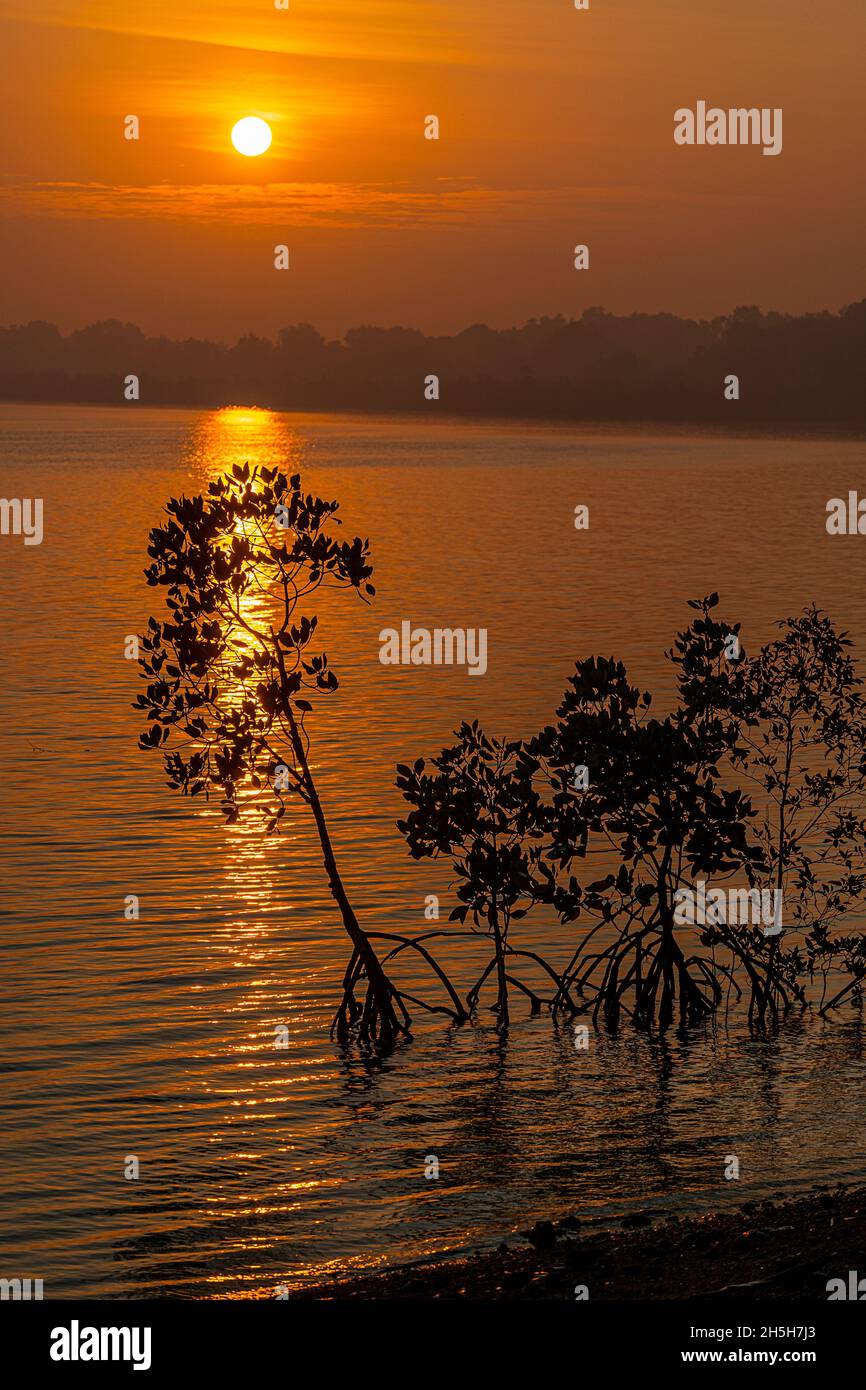 Red Mangroves (Rhizophora stylosa), die gegen den Sonnenaufgang am Morgen auf der Cape York Peninsula, Queensland, Australien, dargestellt werden Stockfoto