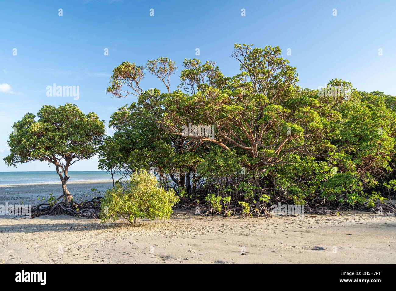 Verschiedene Mangroven, die bei Ebbe am Strand wachsen, Cape York Peninsula, Queensland, Australien Stockfoto