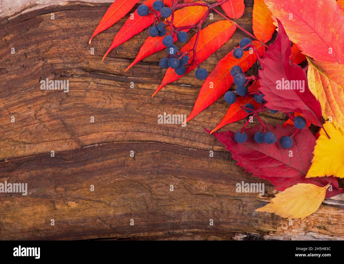 Herbsthintergrund der Herbstblätter auf dem Holzbrett, Draufsicht Stockfoto