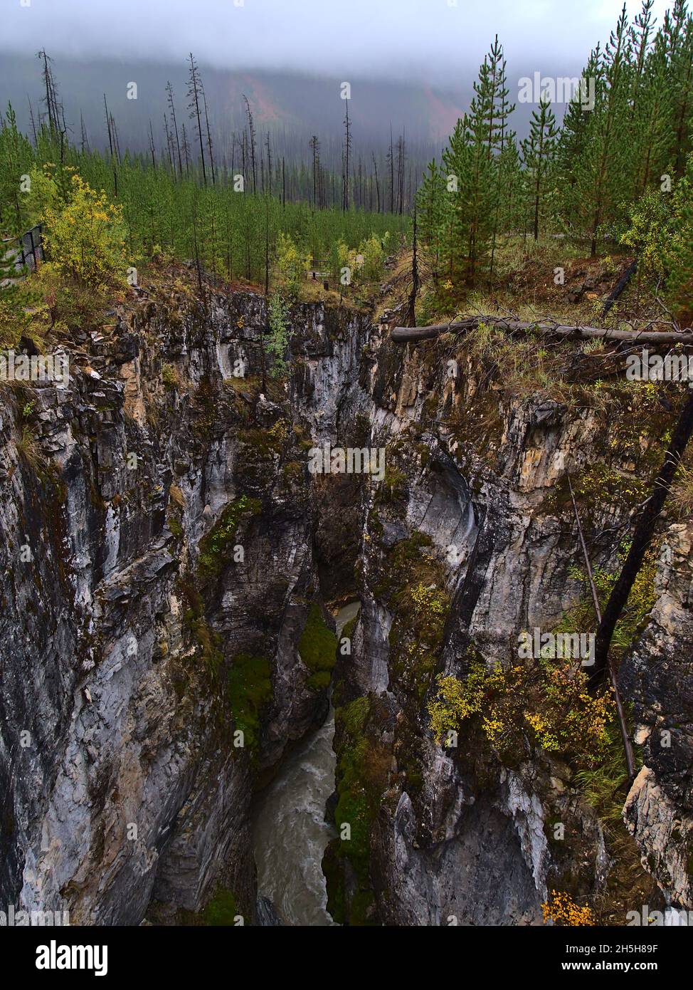 Atemberaubender Blick auf die tiefe Schlucht am Gorge Marble Canyon, Kootenay National Park, British Columbia, Kanada an bewölktem Tag in der Herbstsaison mit Wald. Stockfoto