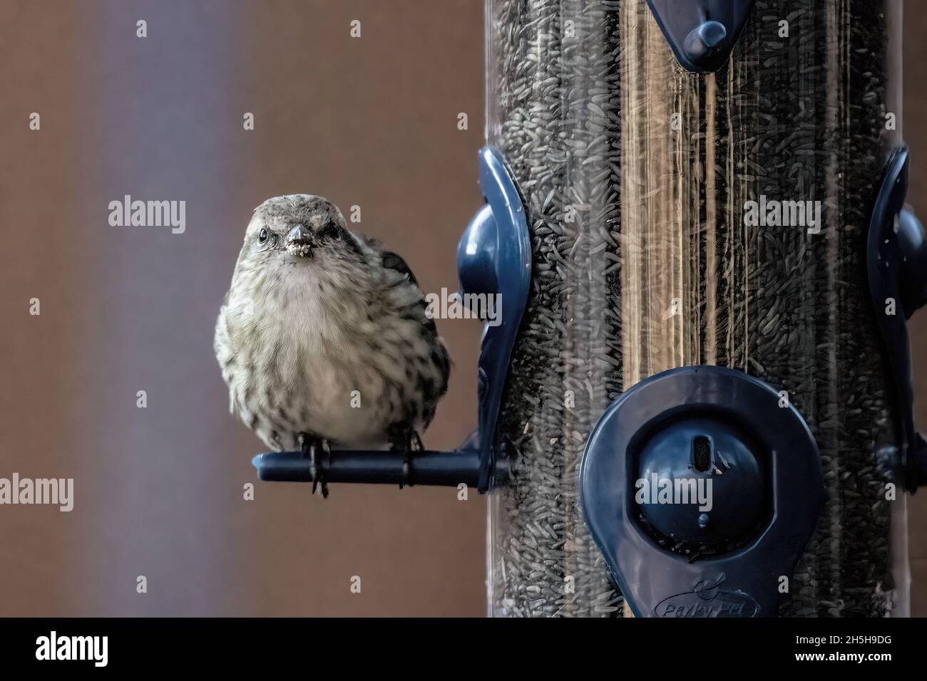 An einem Herbsttag thronte Kiefernsiskin auf einem Hinterhof-Distel-Futterhäuschen. Stockfoto