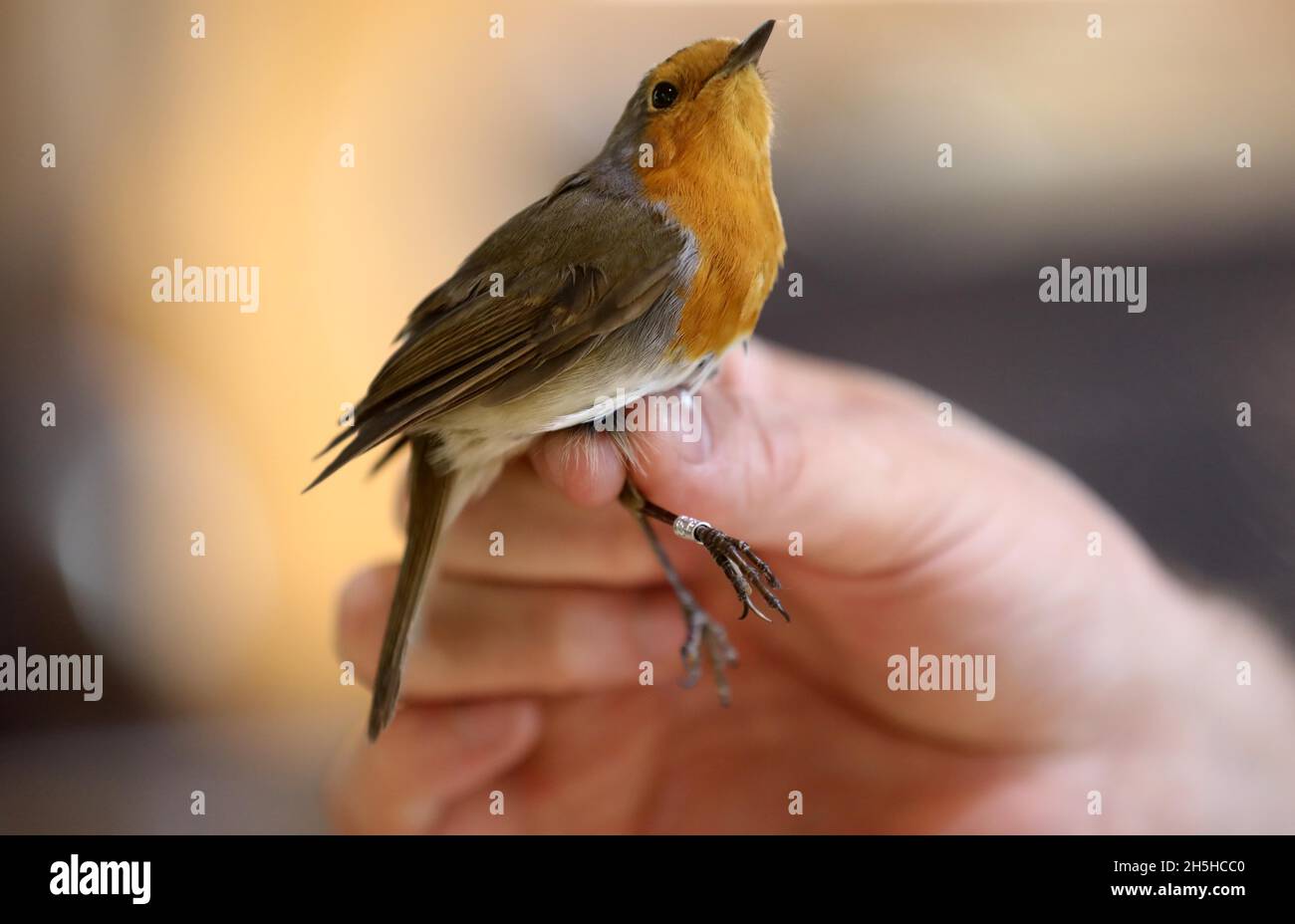 Jerusalem. November 2021. Ein Mitarbeiter hält einen europäischen Rotkehlchen (Erithacus rubecula) während des Vogelklingelns am 9. November 2021 im Vogelbeobachtungsgebiet von Jerusalem. Jeder Ring ist mit einer ID-Nummer gekennzeichnet. Der Körperzustand dieser Vögel wird überprüft, bevor sie wieder in die Natur entlassen werden. Quelle: Gil Cohen Magen/Xinhua/Alamy Live News Stockfoto